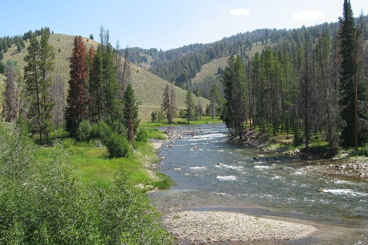 a tree with Clearwater National Forest in the background