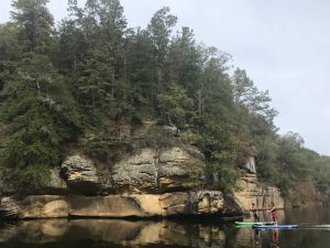 a tree next to a body of water