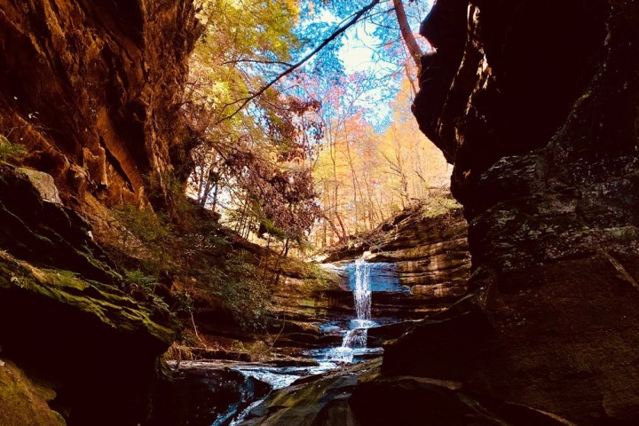 a tree next to a waterfall
